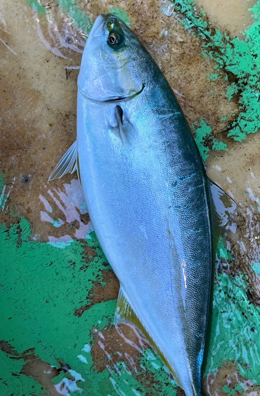 Sea🎣saaaaa〜さんの釣果 3枚目の画像