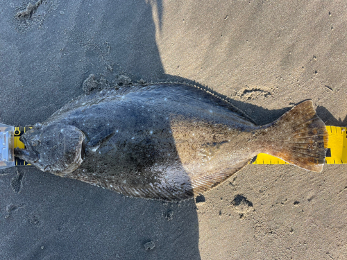 ヒラメの釣果