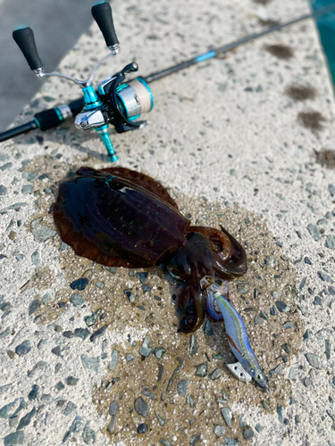 アオリイカの釣果