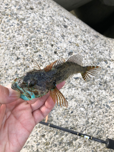 アナハゼの釣果