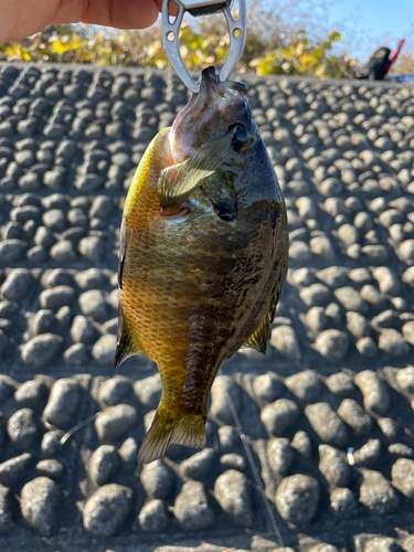 ブルーギルの釣果