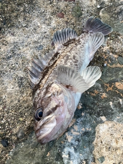 クロソイの釣果