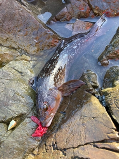 アイナメの釣果