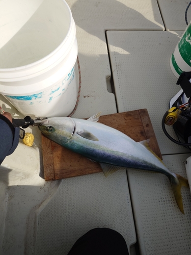 ハマチの釣果