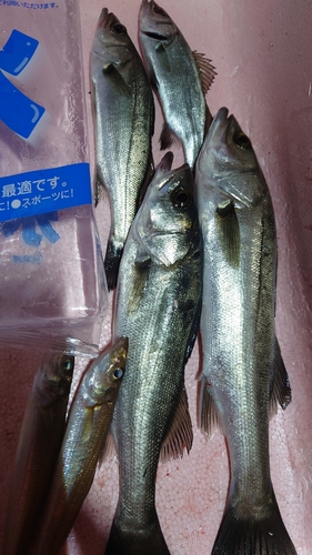 セイゴ（マルスズキ）の釣果