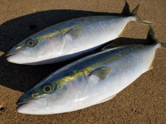 ツバスの釣果