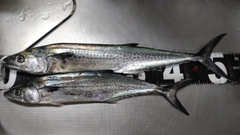 サゴシの釣果