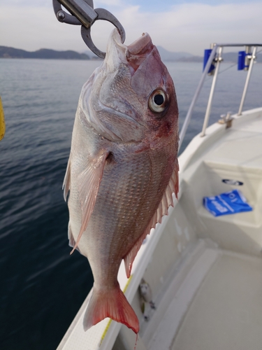 マダイの釣果