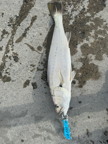 ニベの釣果