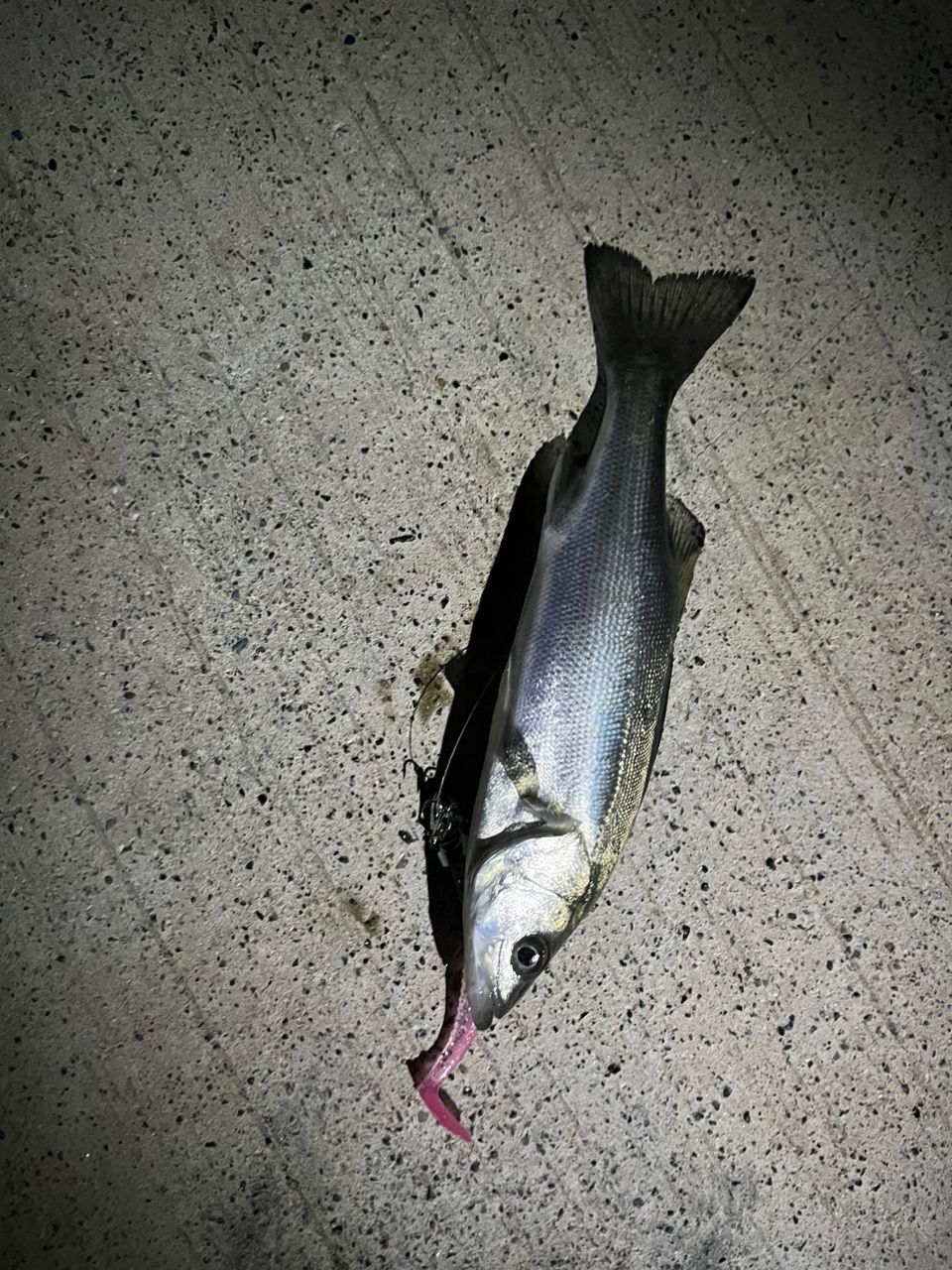 セイゴ（マルスズキ）