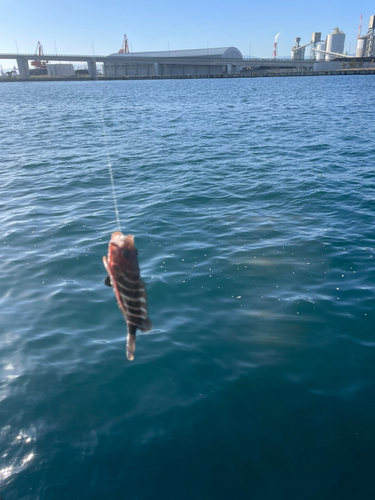 アカハタの釣果