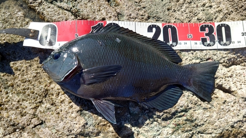 クチブトグレの釣果