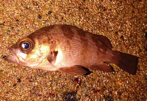 メバルの釣果