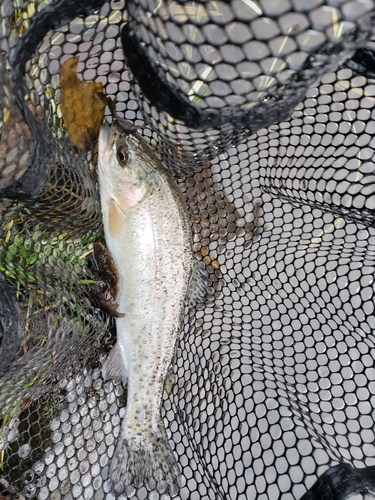 ニジマスの釣果