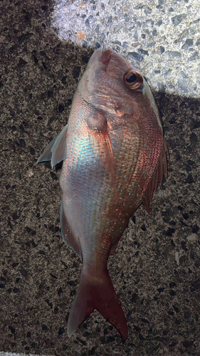 マダイの釣果