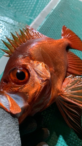 チカメキントキの釣果