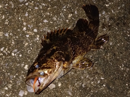 タケノコメバルの釣果