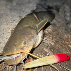 ナマズの釣果