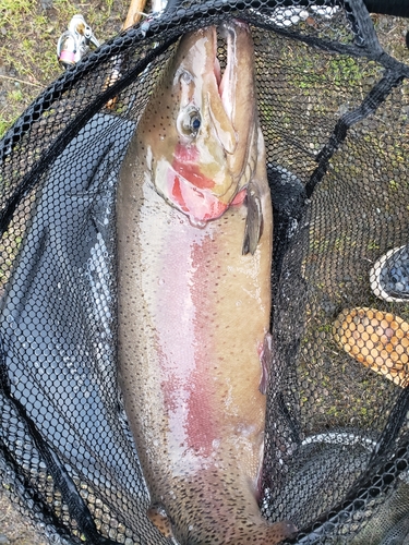 ニジマスの釣果