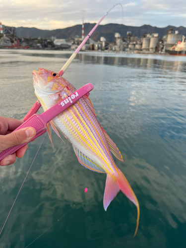 イトヨリダイの釣果