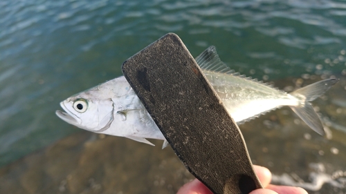 イケカツオの釣果