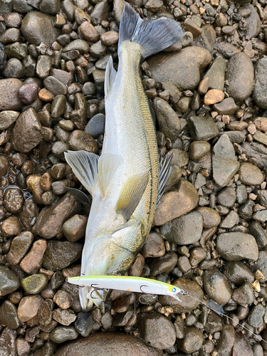 スズキの釣果