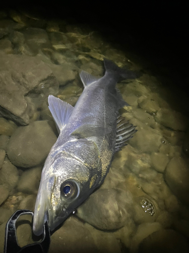 スズキの釣果