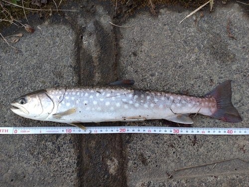 アメマスの釣果