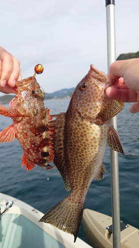 オオモンハタの釣果