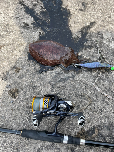 コウイカの釣果