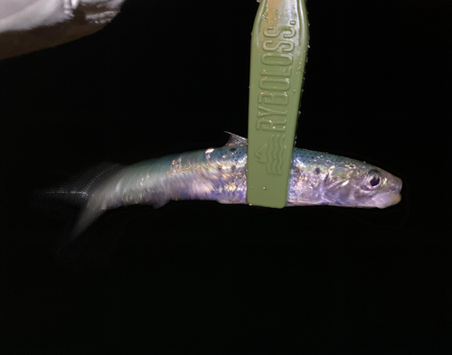 イワシの釣果