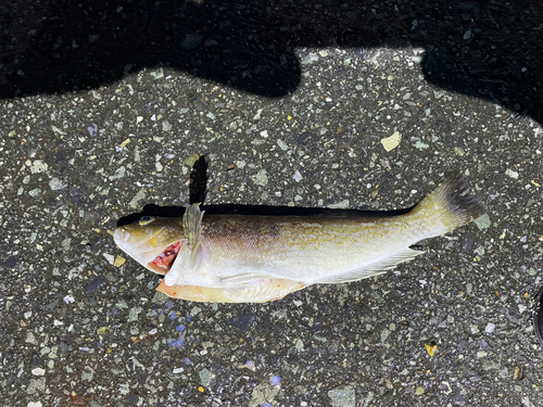 アイナメの釣果