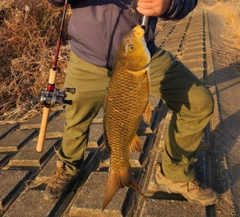 コイの釣果