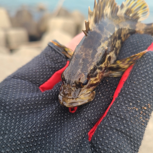 タケノコメバルの釣果