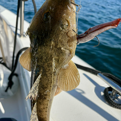 マゴチの釣果