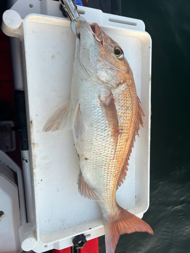 タイの釣果