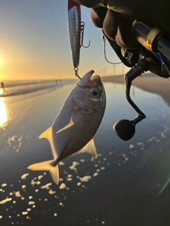 メッキの釣果