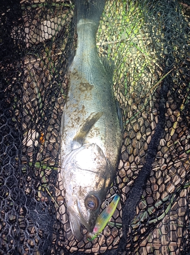 セイゴ（タイリクスズキ）の釣果