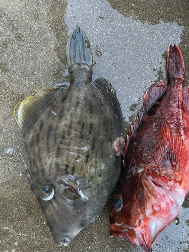 カワハギの釣果