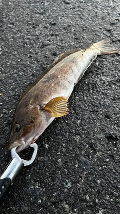 アイナメの釣果