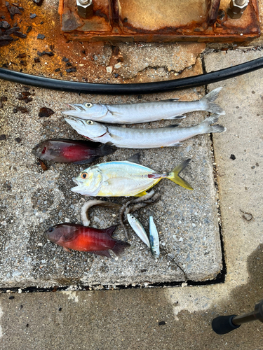 オニカマスの釣果