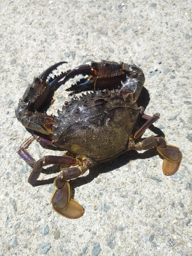 イシガニの釣果