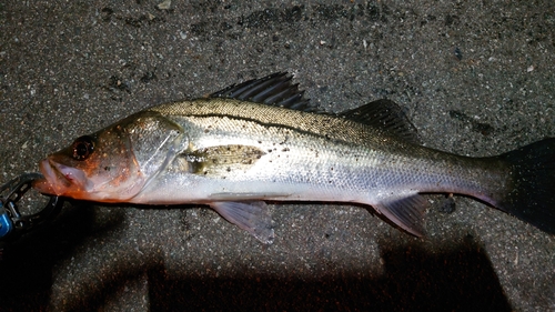 セイゴ（マルスズキ）の釣果