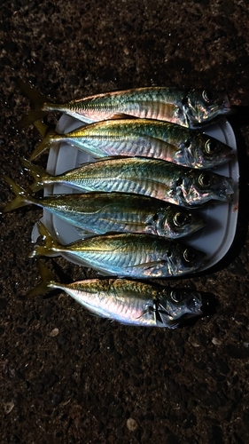 アジの釣果