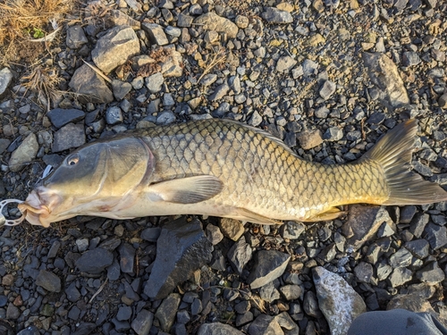 コイの釣果