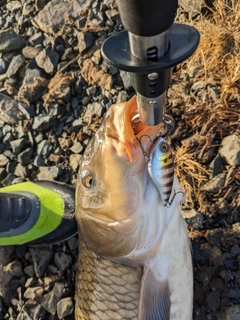 コイの釣果