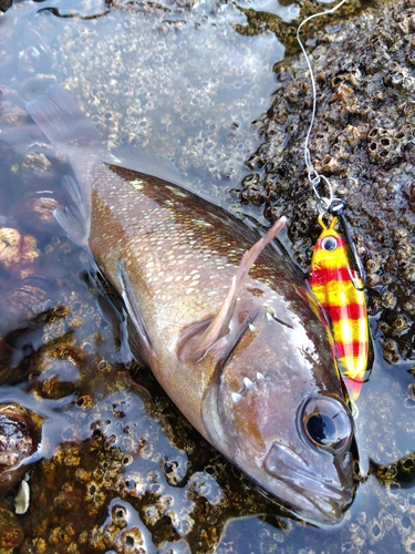 ガヤの釣果