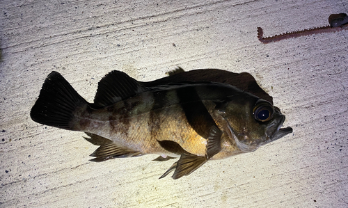 メバルの釣果