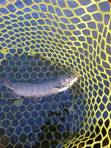 イワナの釣果