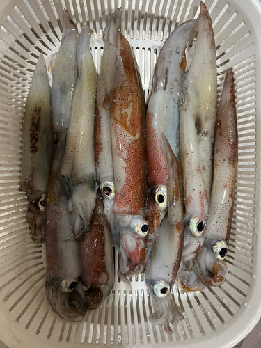 イカの釣果